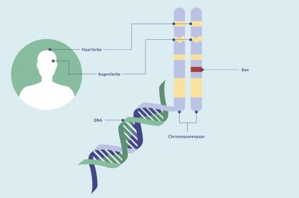 Illustration der DNA und Chromosomen